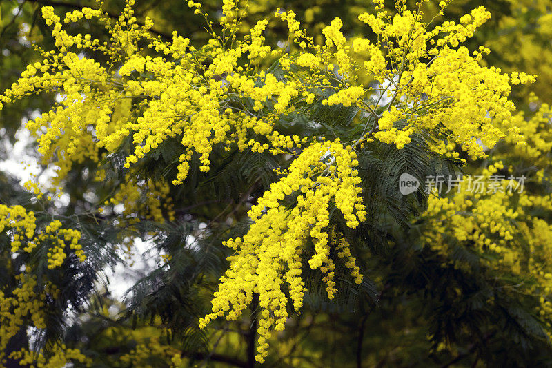 含羞草花，Ribeira Sacra，加利西亚，西班牙。